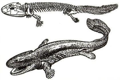Tetrapoda Akantostega