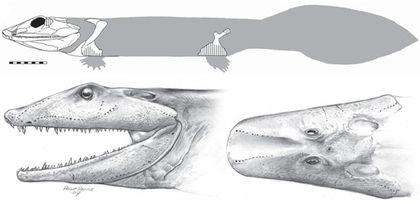 Tetrapoda Ventastega%20reconstruction