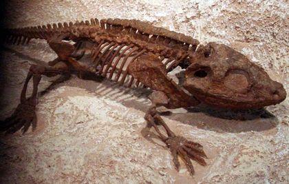 Stegocephalia Cacops%20skelet