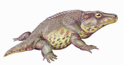 Stegocephalia Cacops%20rekonstrukciya