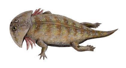 Stegocephalia Gerrothorax