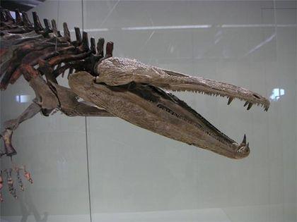 Stegocephalia Cherep%20mastodonzavra