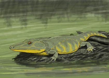Stegocephalia Mastodonsaurus