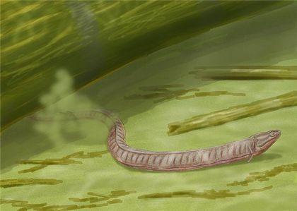 Stegocephalia Adelospondylus