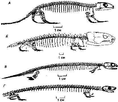 Stegocephalia Microsauria