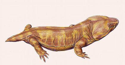 Stegocephalia Pantylus