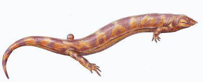 Stegocephalia Pelodosotis