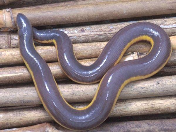 gymnophiona rybozmei