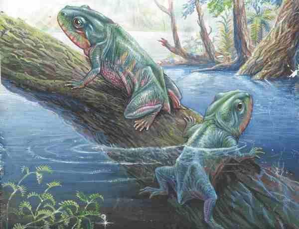lissamphibia triadobatrachus