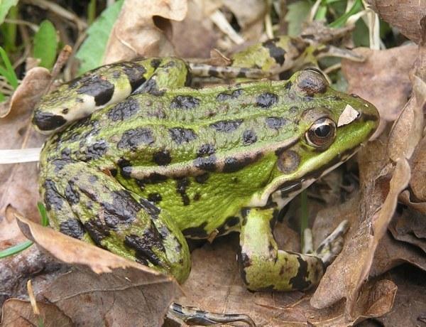 lissamphibia kist%27%20pronirovana