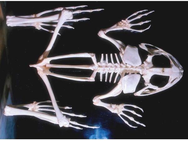 lissamphibia skelet%20lyagushki
