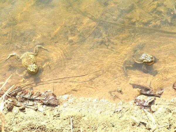 lissamphibia samcy%20seryh%20jab%20jdut%20samok