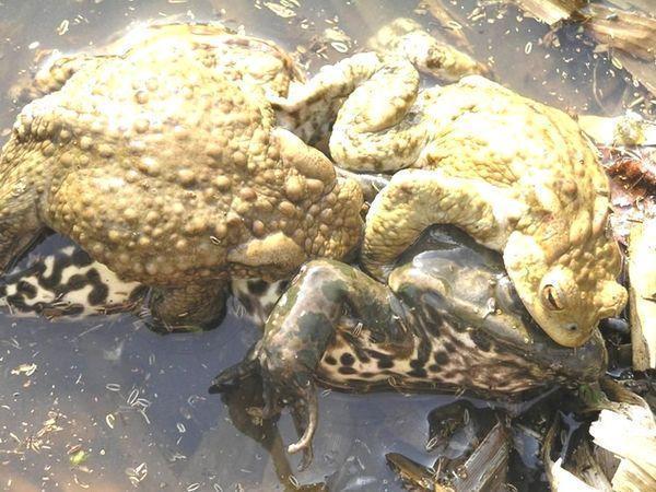 lissamphibia samcy%20seroi%20jaby%20ubivayut%20lyagushku