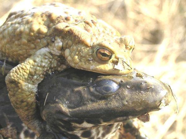 lissamphibia lyagushka%20zabaldela%20ot%20seryh%20jab