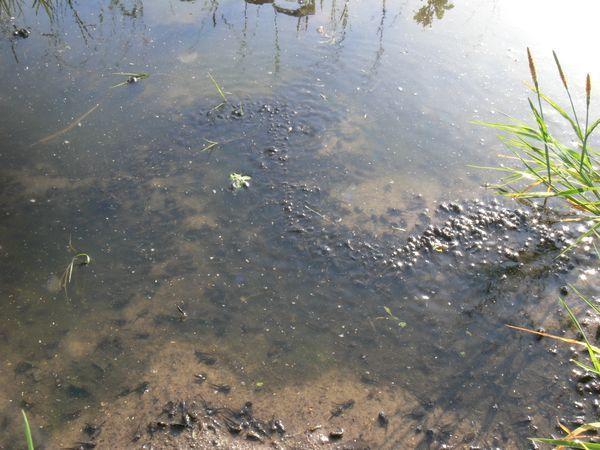lissamphibia vyhod%20seryh%20jab