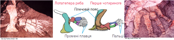 Hands