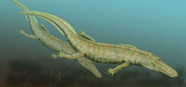 reptiliomorpha archeria