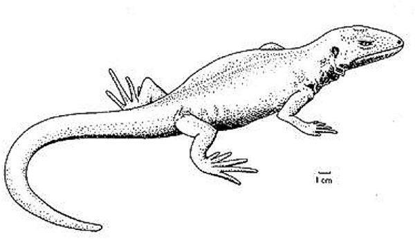 reptiliomorpha bruktererpeton%20fiebigi