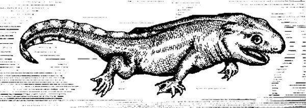 reptiliomorpha karpinskiosaurus