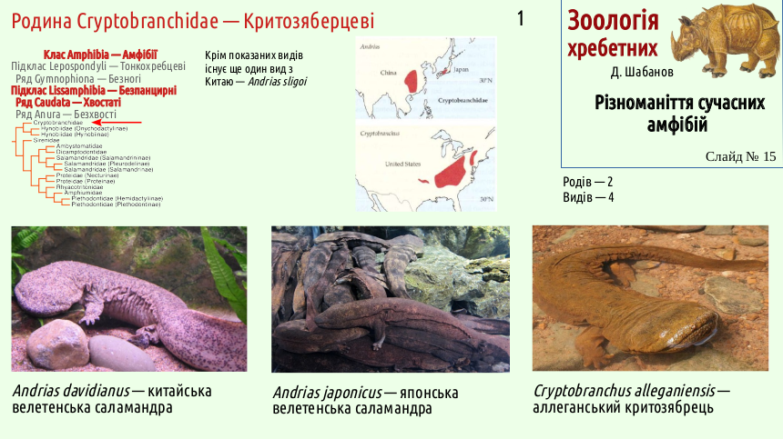 Recent Amphibians 15