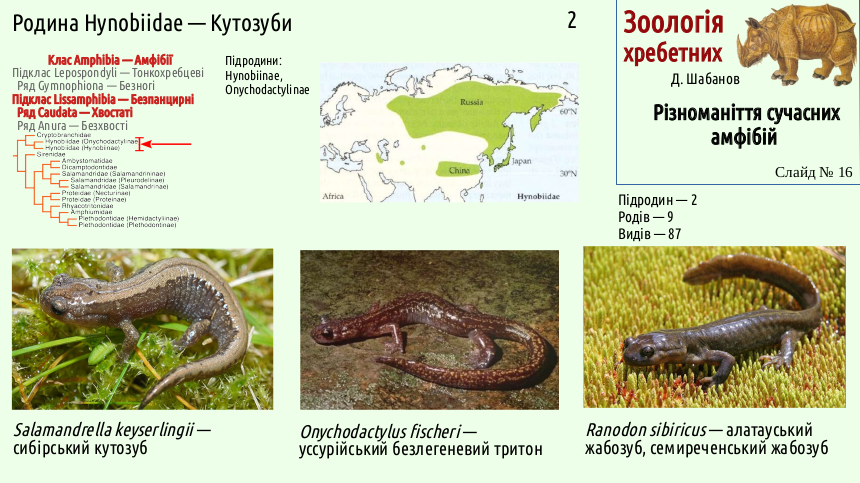 Recent Amphibians 16