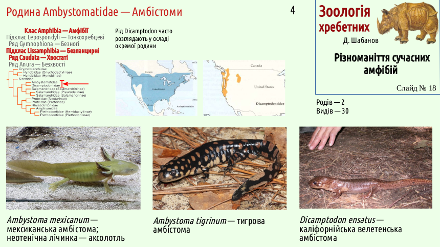 Recent Amphibians 18