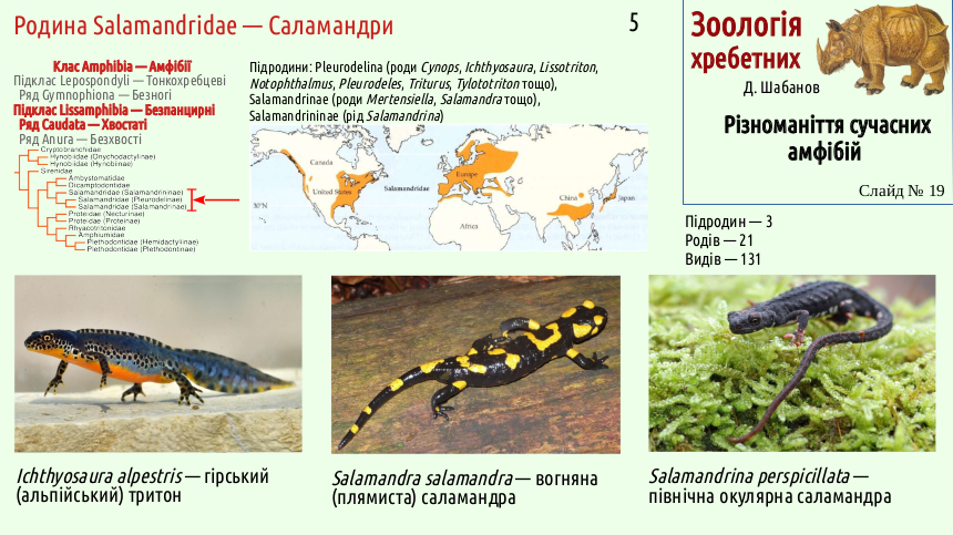 Recent Amphibians 19