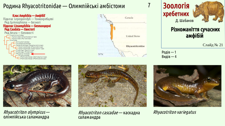 Recent Amphibians 21