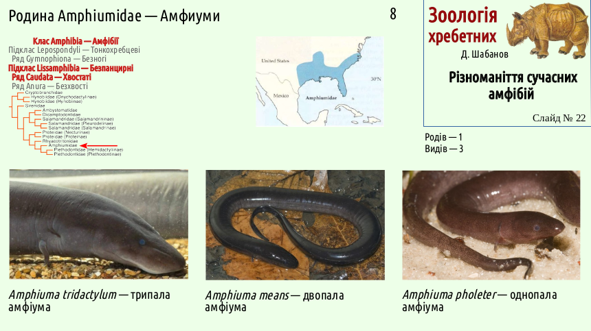 Recent Amphibians 22