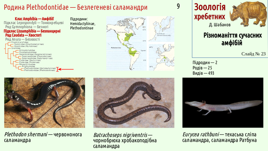 Recent Amphibians 23