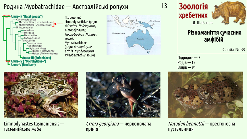 Recent Amphibians 38