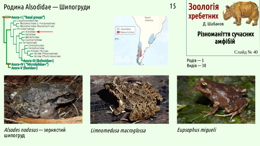 Recent Amphibians 40