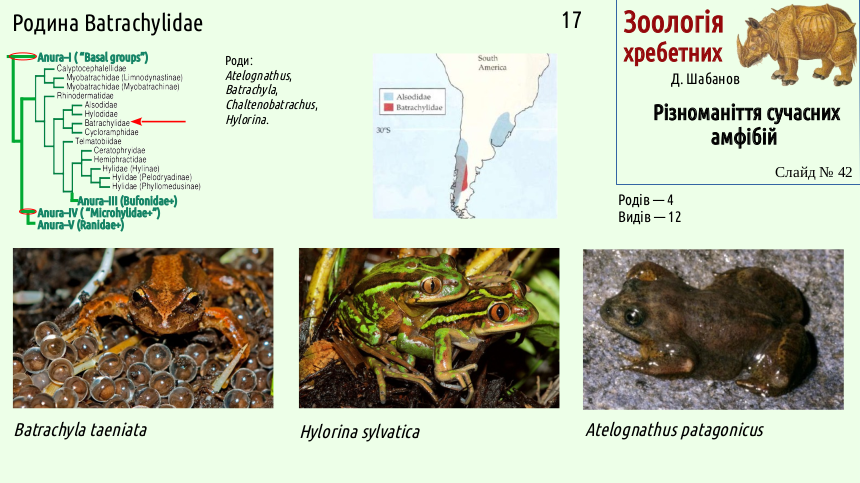 Recent Amphibians 42