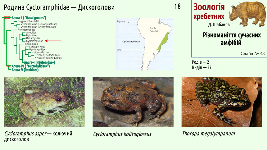 Recent Amphibians 43