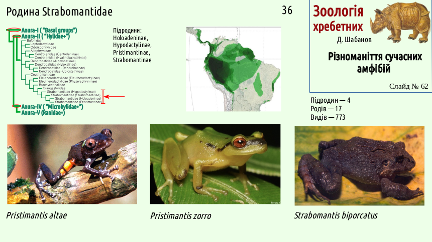 Recent Amphibians 62
