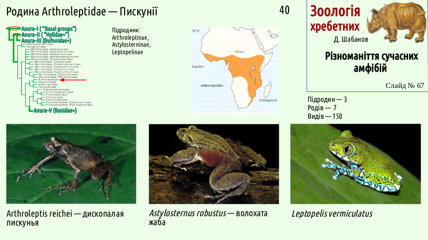 Recent Amphibians 67