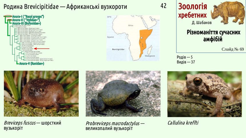 Recent Amphibians 69