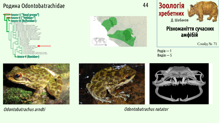 Recent Amphibians 71