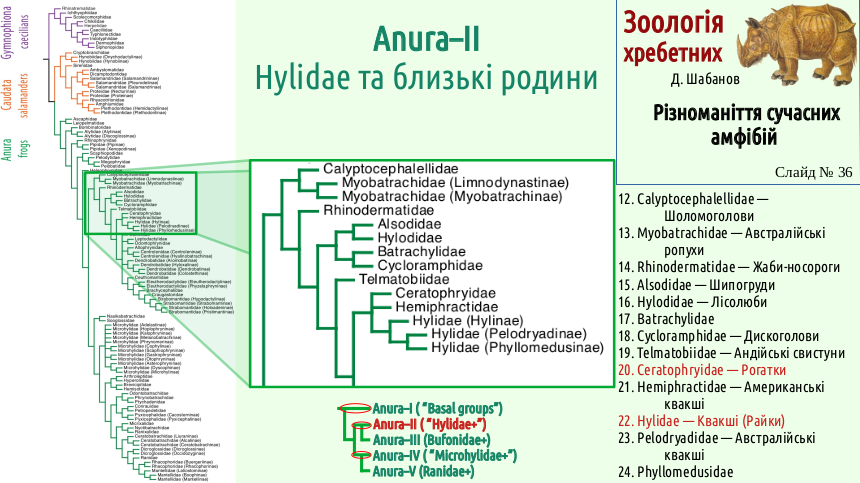amphibian systematics 36