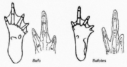 buf foot