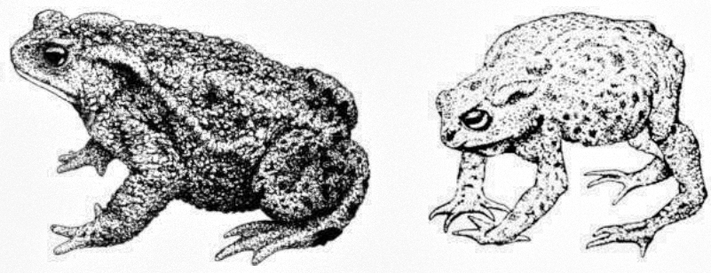 bufo