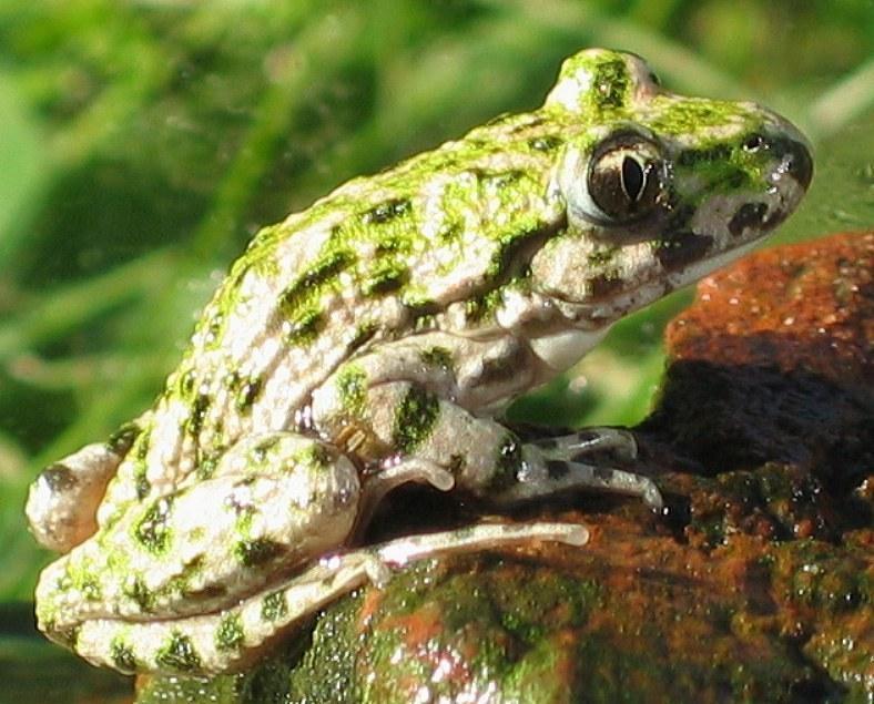 pelodytes punctatus sidepelodytes bonaparte