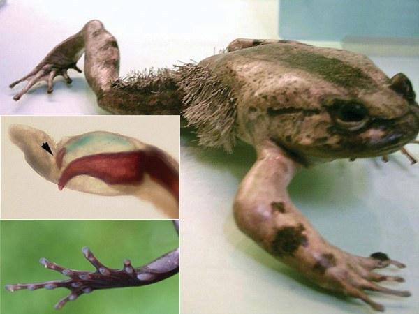 wolverine frog