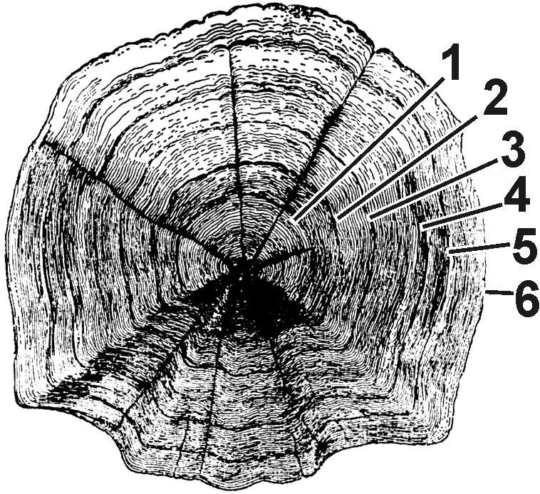 Scale