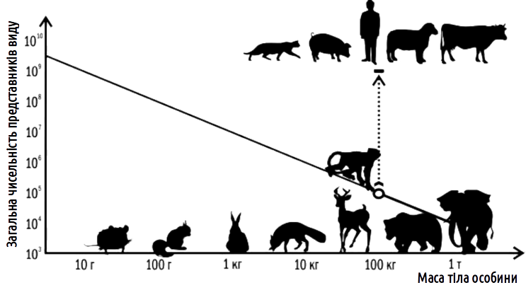 Fig. VI-1.1. For mammals, a rather rigid dependence is characteristic between body size of an individual and the number of species in the biosphere. Our species and closely related domestic animals "break out" of this dependence by several orders of