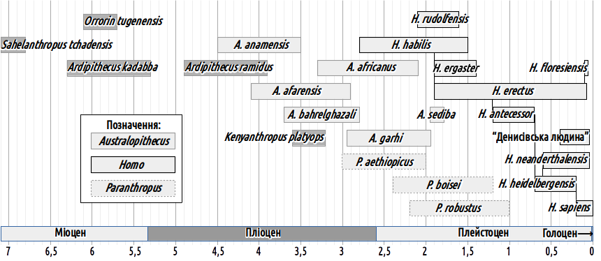 Fig. VI-22.1. Temporal ranges of certain hominin species. Note: not all species are shown here!The larger descendants of the australopithecines, capable of consuming hard plant food owing to powerful jaws, are assigned to the genus Paranthropus (mean