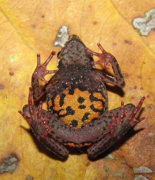 amazophrynella minuta