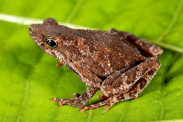 amazophrynella minuta