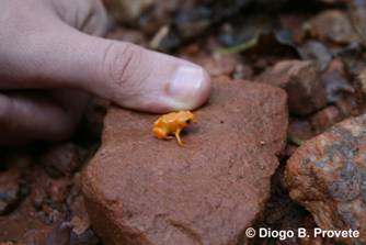 Brachycephalus ephippium