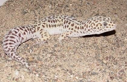 eublepharis macularius adult